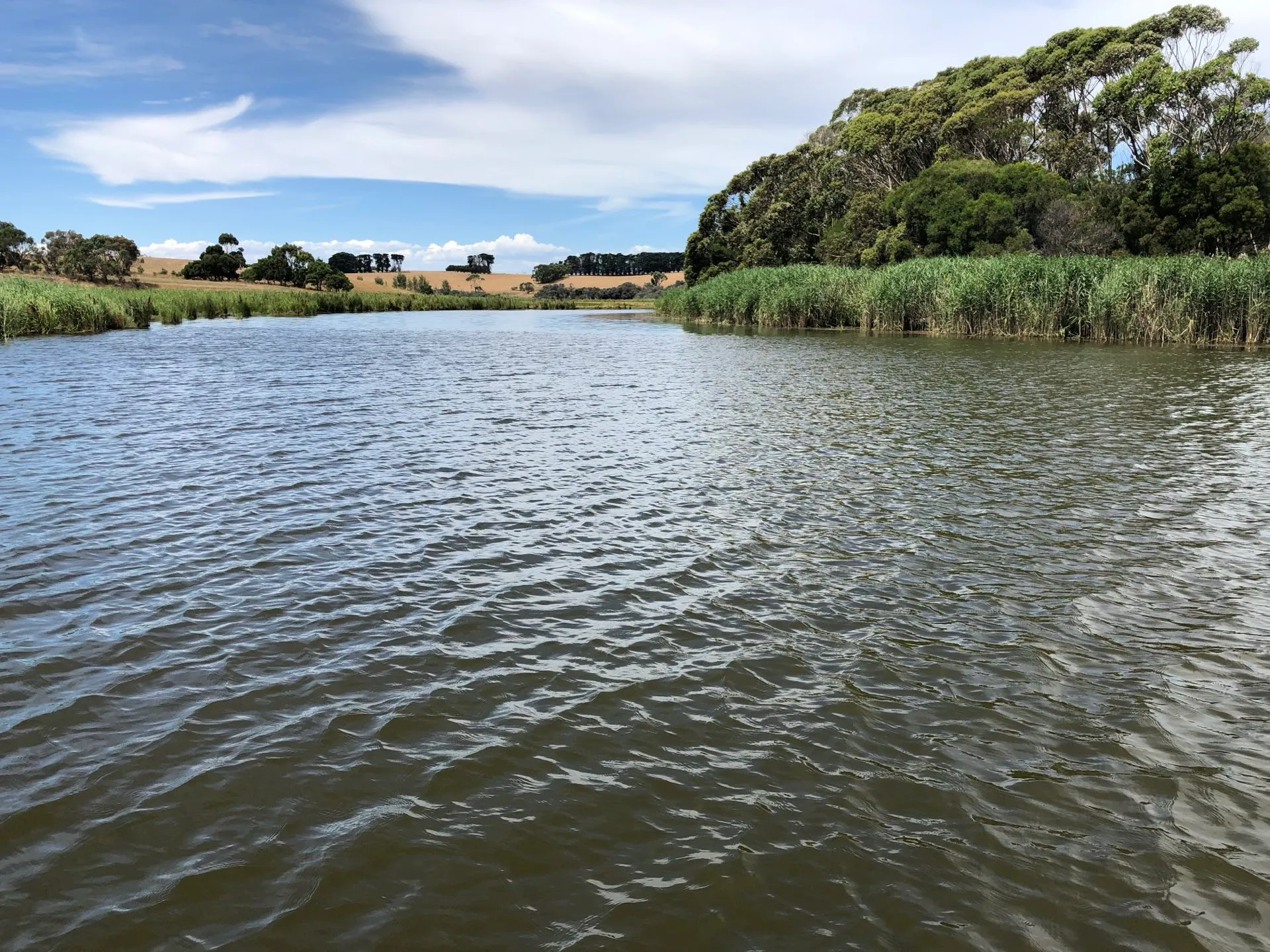 Aire River in the Otways, reeds along the bank under broken cloud.