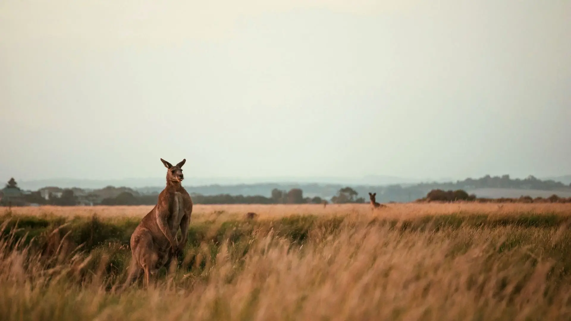 A kangaroo resting on dried grass in the Australian outback