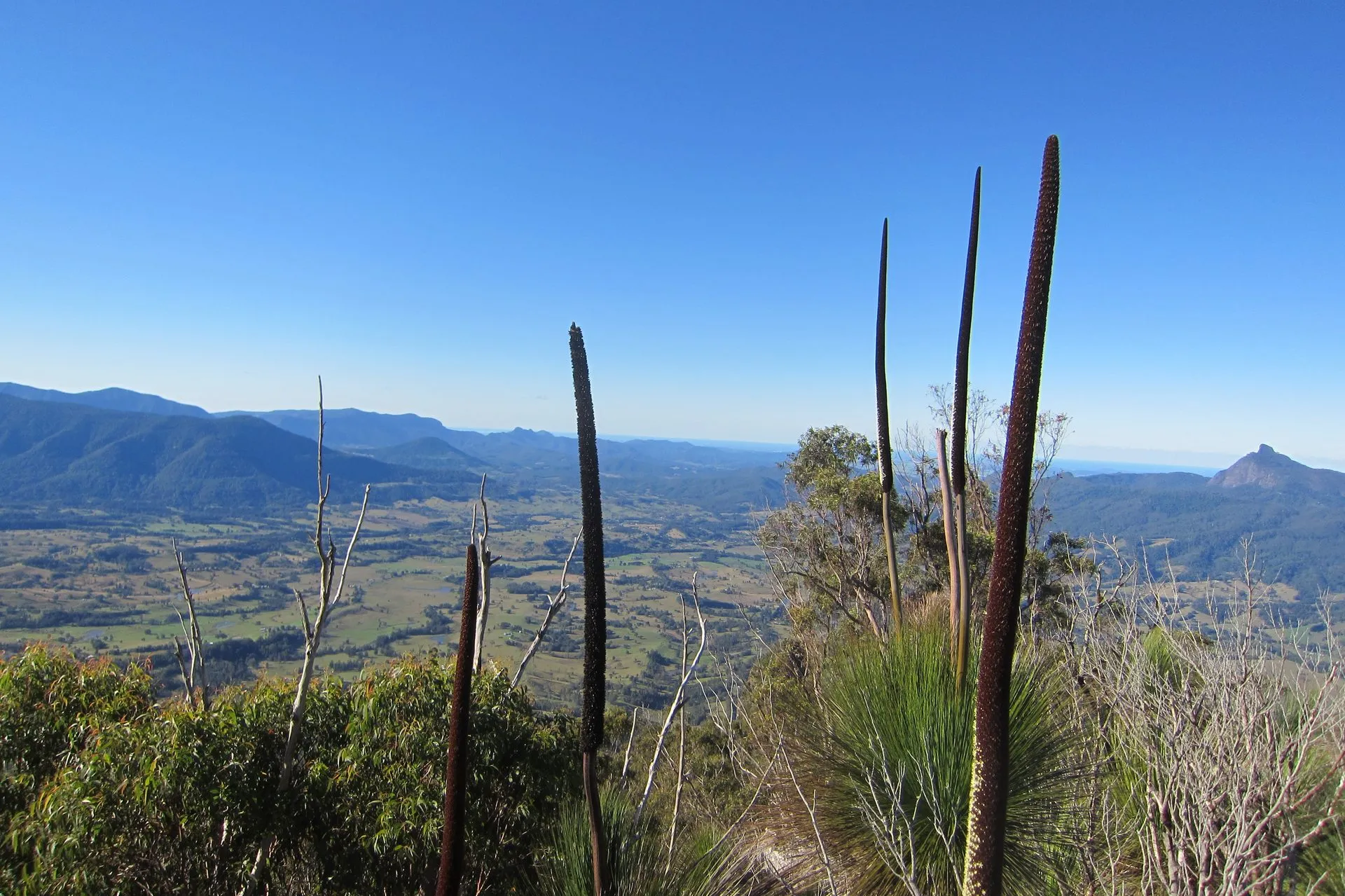 Grass-tree flower spikes in the foreground of a mountain lookout, a patchwork farming valley below and forested ranges on the horizon, northern NSW hinterland.