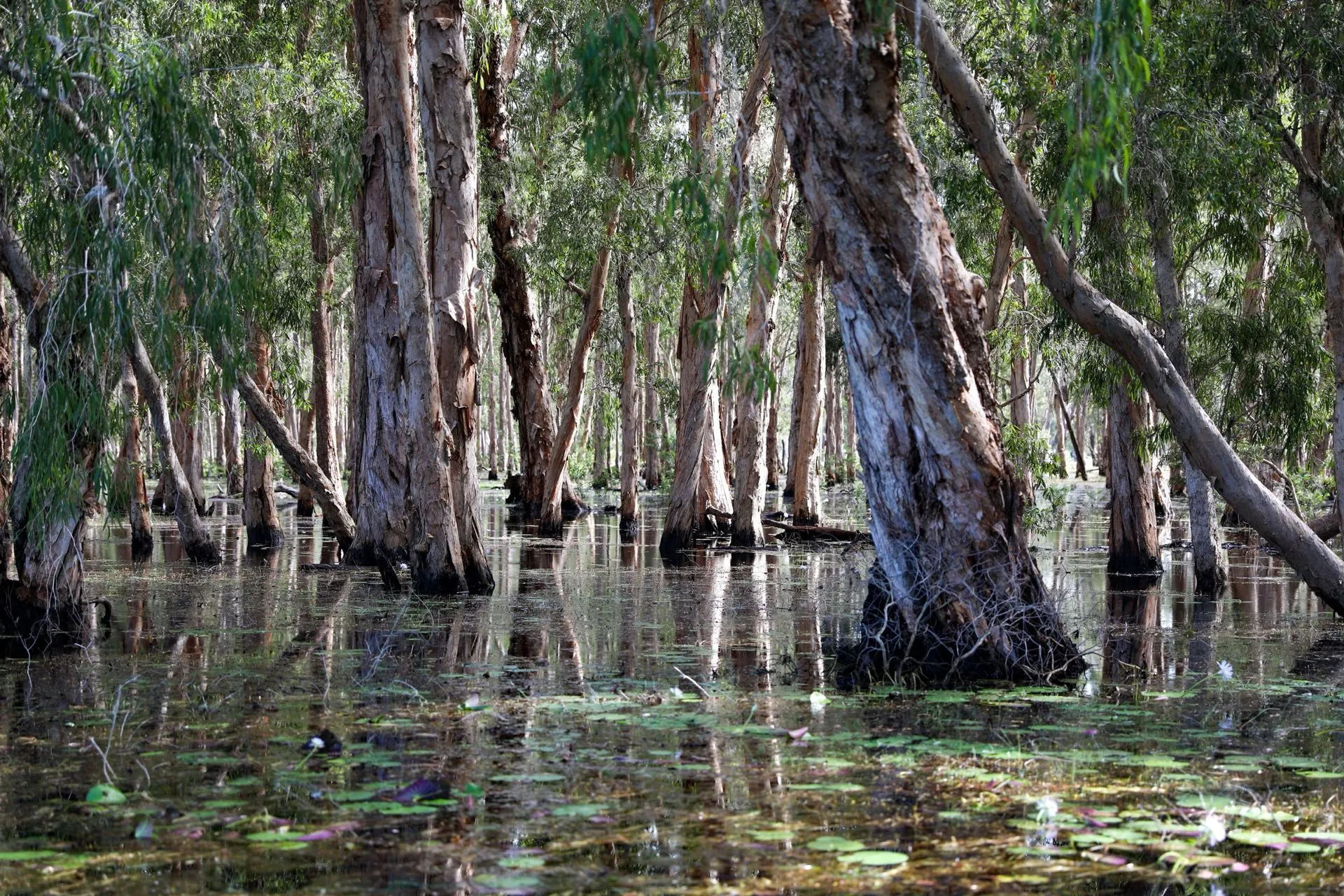 Paperbark trees standing in floodwater on a Top End wetland, sun filtering through the canopy.