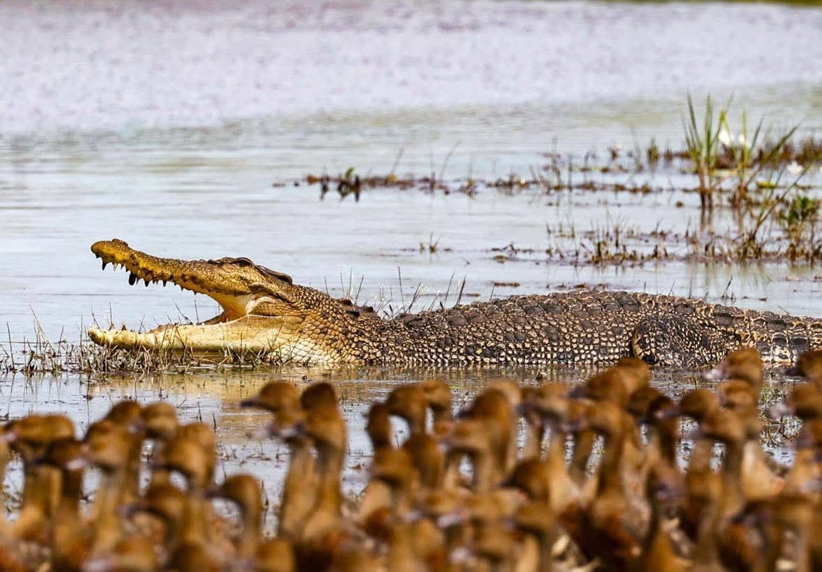 A saltwater crocodile on a wetland bank with whistling ducks in the foreground