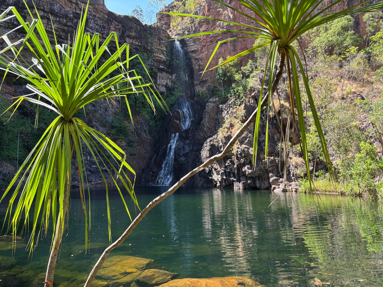 A waterfall framed by pandanus in a tropical gorge